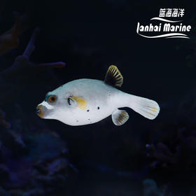 灰狗头