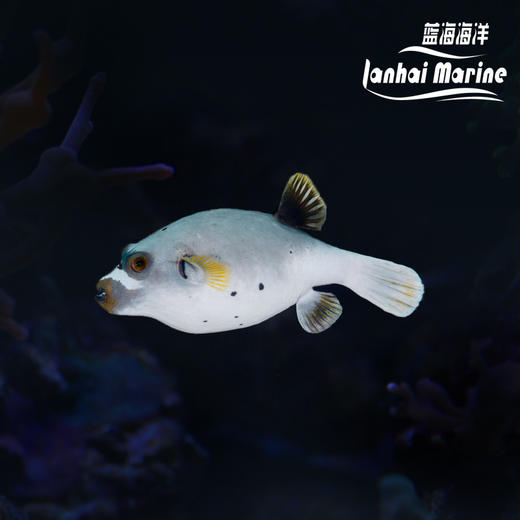 灰狗头 商品图0