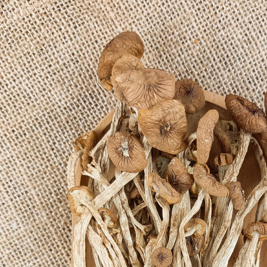 （SYJ）新货古田茶树菇未开伞茶薪菇100克/袋 商品图4