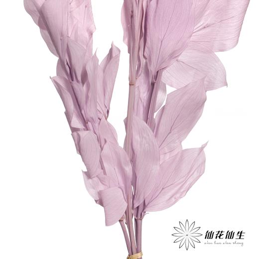 永生花材 | 桔叶粉紫 商品图4