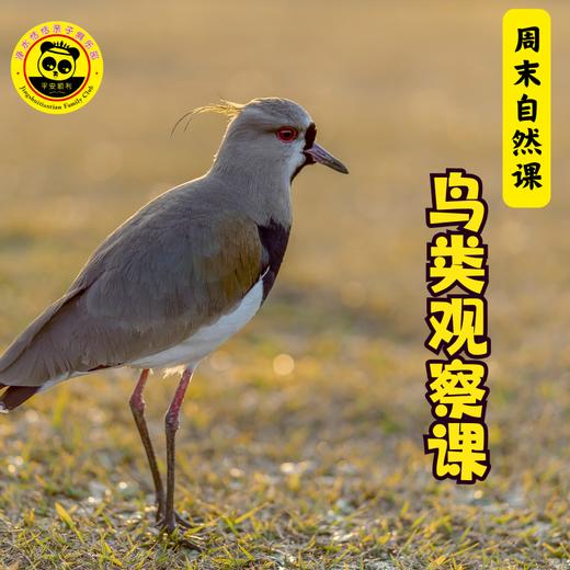 【鸟类观察课】1.19上午丨玄武湖人少鸟多的湿地，寻美丽的冬候鸟 商品图1