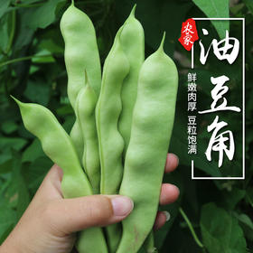 新鲜现摘农家油豆角300g    鲜嫩肉厚  豆粒饱满  适合炖着吃  豆角