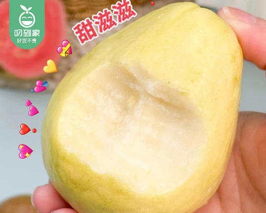 诏安盐地奶油冰淇淋芭乐/1箱（5-8个，共1.5kg±50g） 商品图4