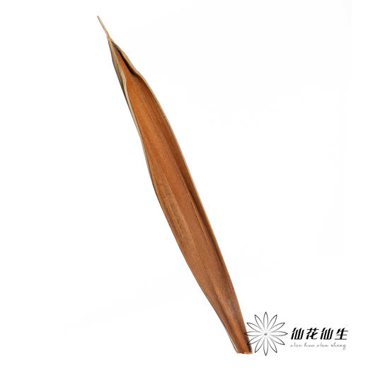 叶材 | 可可叶 商品图1