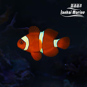 金透红小丑
