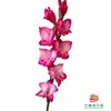 剑兰-花之舞 5枝一扎 商品缩略图1