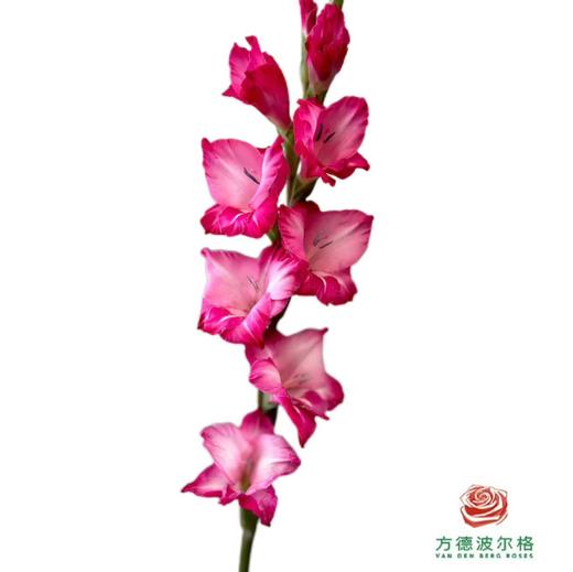 剑兰-花之舞 5枝一扎 商品图1