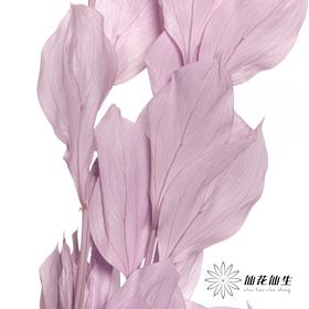 永生花材 | 桔叶粉紫