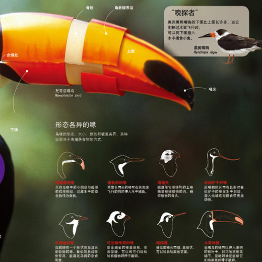 《全景图解百科全书：思维导图启蒙典藏中文版》（全16册） 商品图12