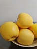 维纳斯黄金苹果 商品缩略图1