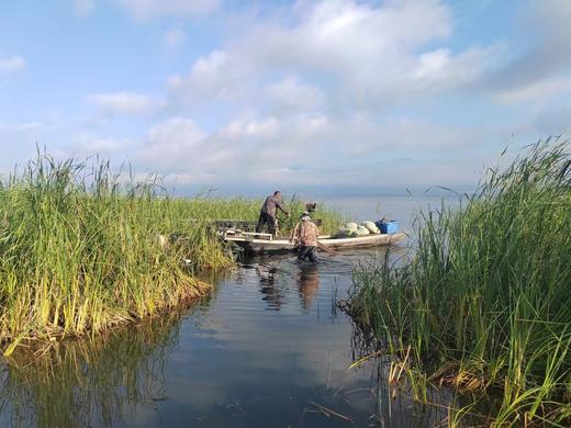怀来官厅水库野生银鱼/公鱼/鲫鱼等等 商品图5