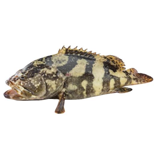 石斑鱼(42.5元1斤，整条卖，下单请联系客服，以实际重量算金额） 商品图0