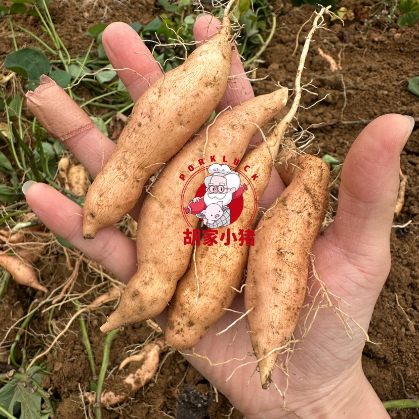 贵州·安顺·紫云·地理标识红心薯·紫薯（五斤/件全国包邮-除新疆西藏内蒙古甘肃宁夏）