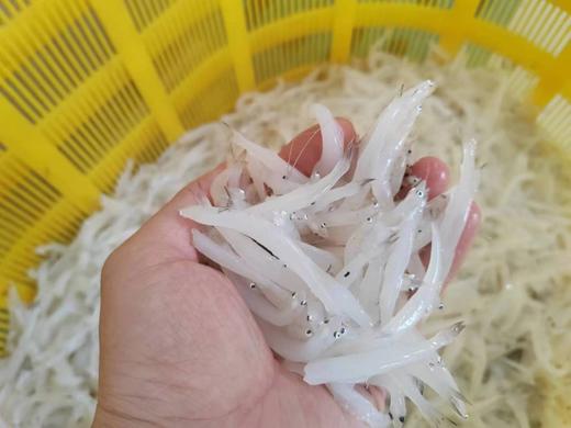 怀来官厅水库野生银鱼/公鱼/鲫鱼等等 商品图2