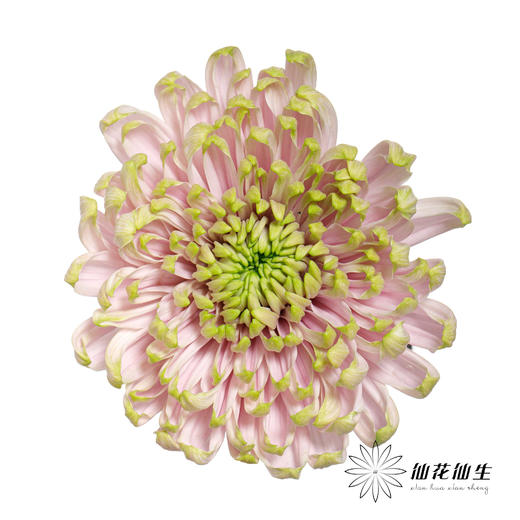 小菊 | 安娜菊-罗斯安娜粉绿 商品图0