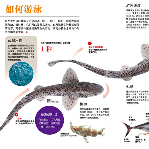 《全景图解百科全书：思维导图启蒙典藏中文版》（全16册） 商品图6