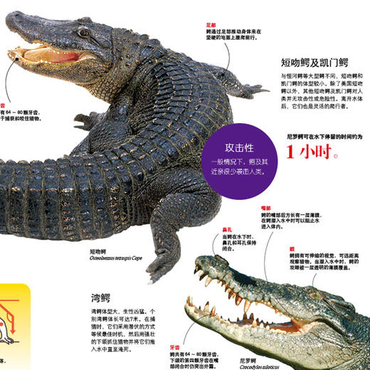 《全景图解百科全书：思维导图启蒙典藏中文版》（全16册） 商品图10