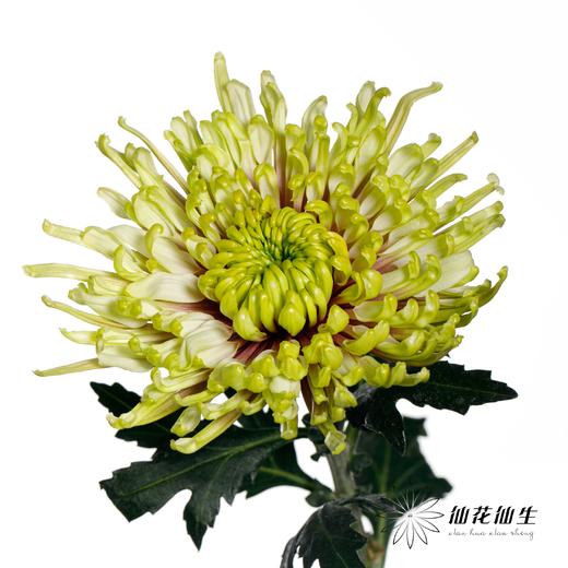 小菊 | 烟花菊-炫丽 商品图2