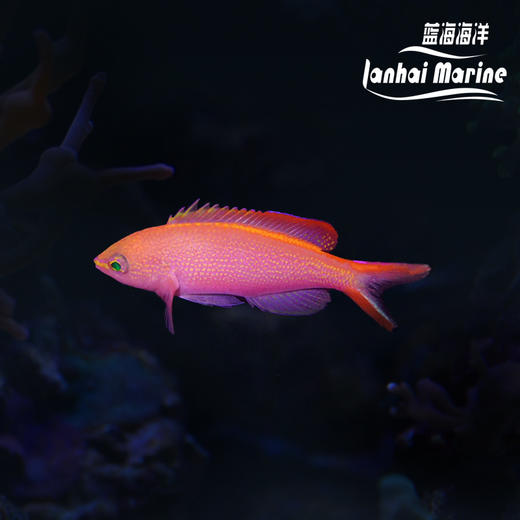 燕尾宝石 商品图0