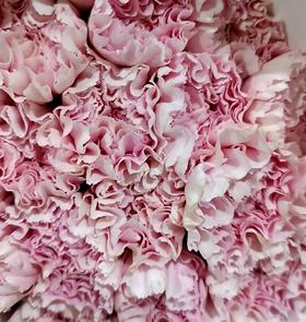 单头康乃馨 | 靓丽粉