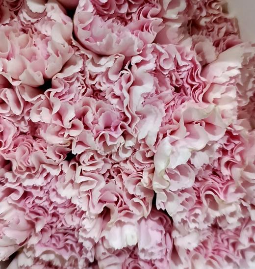 单头康乃馨 | 靓丽粉 商品图0