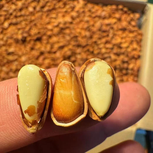 东北开口大松子 商品图5