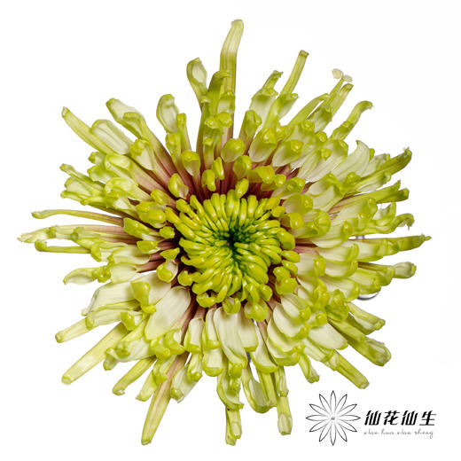 小菊 | 烟花菊-炫丽 商品图0