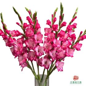 剑兰-花之舞 5枝一扎