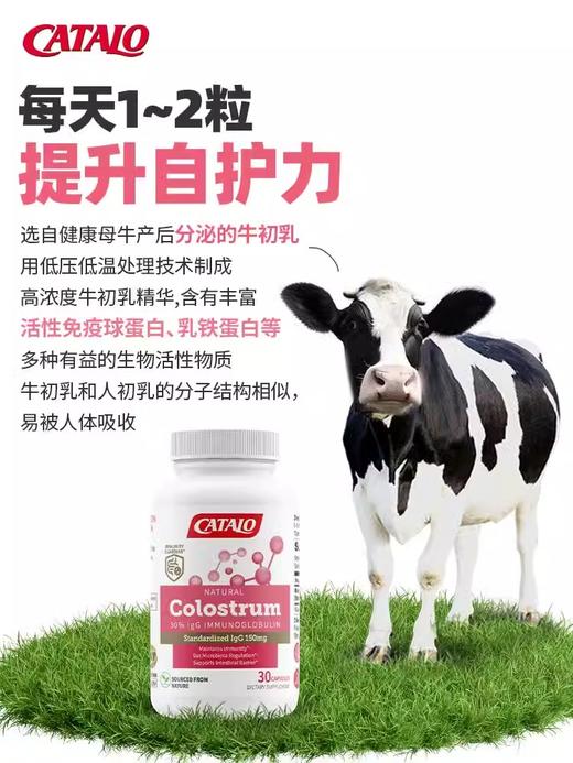 Catalo 家得路 医学级免疫球 30粒 商品图2