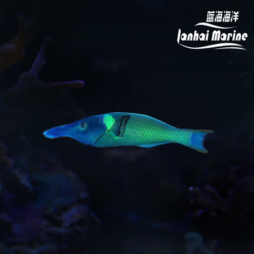 鸭嘴龙 公 商品图0