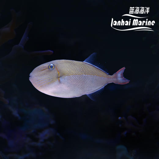 深水红线炮弹 商品图0