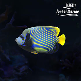 马代皇后