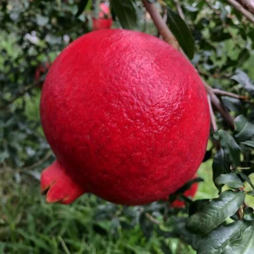 【黑珍珠酸石榴】顺丰包邮 酸甜多汁 云南大理黑珍珠酸甜石榴 现摘现发 口感酸爽 4种规格任选 商品图7