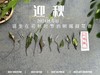 【2024秋茶来了】2024迎秋，甜花香太浓郁了，太香甜了，汤水比往年更加稠滑（1斤收藏装） 商品缩略图2
