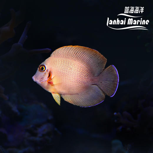 刨苔吊 商品图0