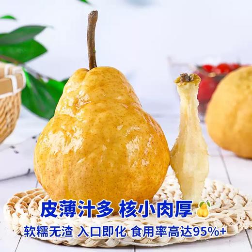 【新品半价补贴】仅限400单！烟台中华黄金丑梨源自农科院试验基地10斤/份 商品图3