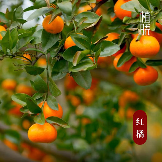 植晓 红橘精油 5ml 商品图1