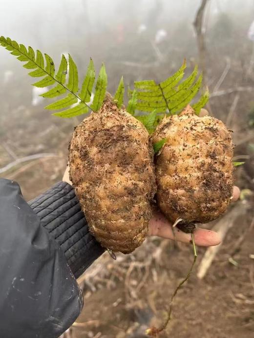 神农架高山新鲜天麻-食于自然、滋补养生  炖塘 蒸鸡蛋，爆炒等，长期食用天麻有益身体健康 商品图2