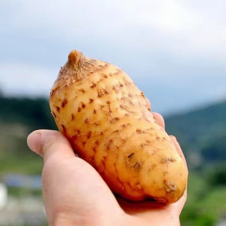 神农架高山新鲜天麻-食于自然、滋补养生  炖塘 蒸鸡蛋，爆炒等，长期食用天麻有益身体健康