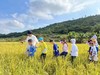 【智行研学】10月13日“秋意稻香”金秋研学 商品缩略图8
