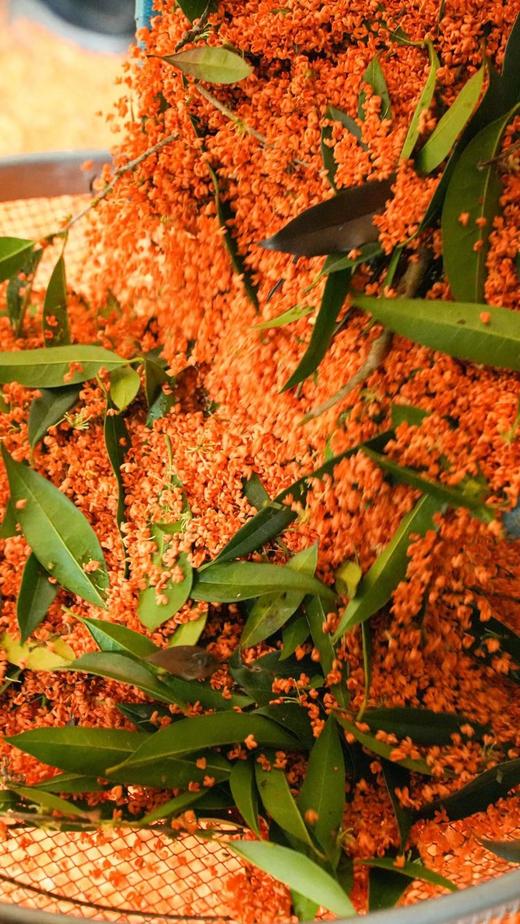 【桂花红茶，桂花黄茶】以鲜桂花和蒙顶红茶黄茶窖制，桂花芬芳馥郁清雅而生蜜香，非遗传承人魏老师私房茶，既不失茶的真味又带浓郁桂花香气，香甜倍增。 商品图14