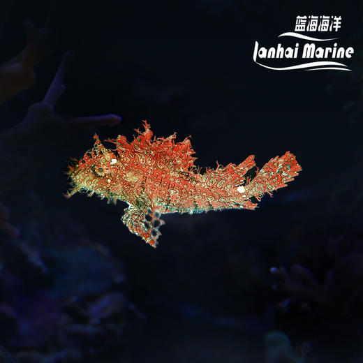 草海龙王-红 商品图0