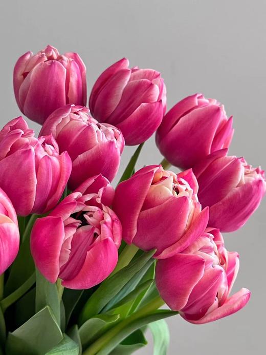 精品草莓松饼重瓣郁金香10支 商品图4