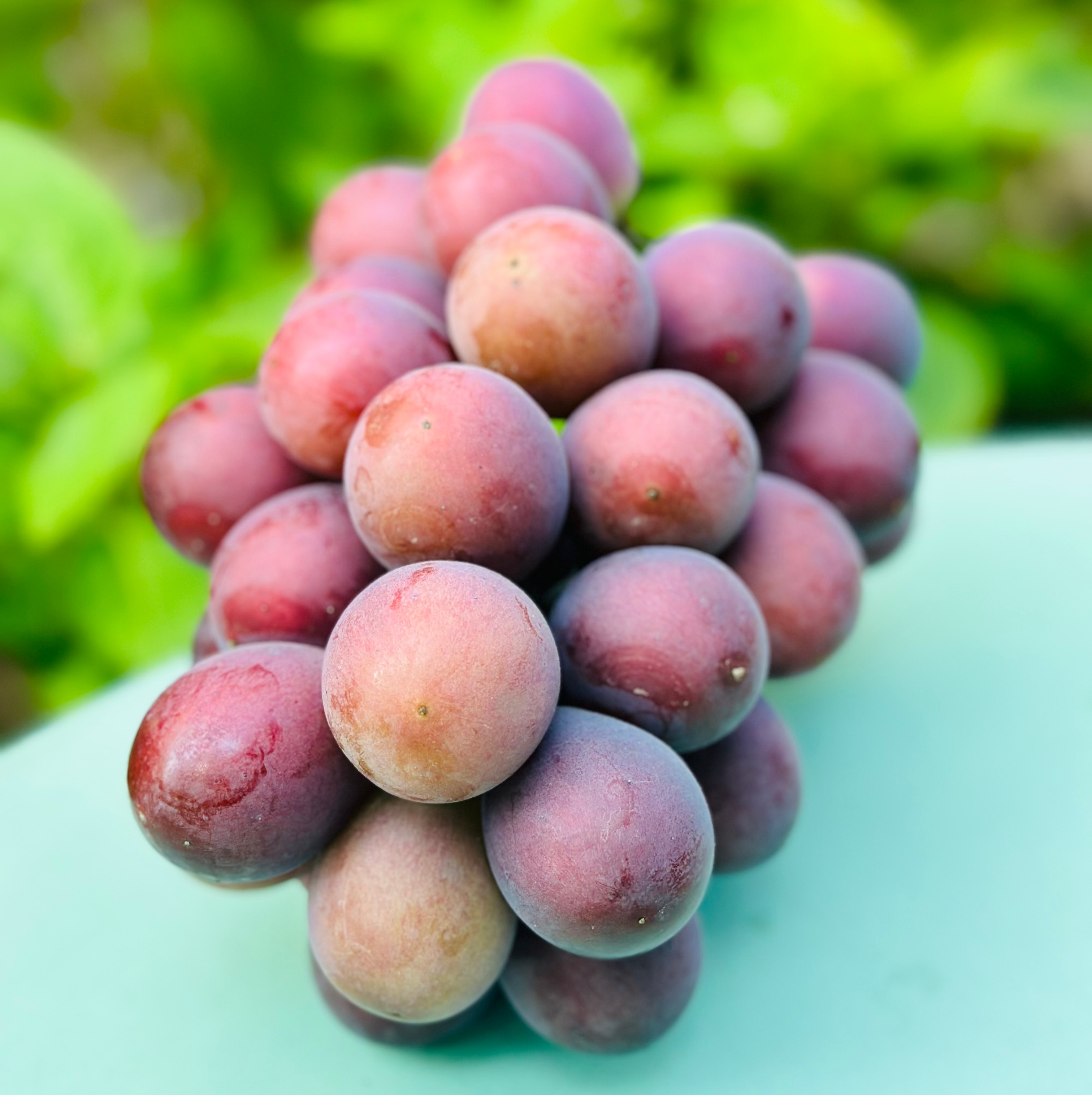 🌹顶级巨峰手掰葡萄🍇 春开花、夏养果、秋成熟横跨三个季节，晚熟葡萄天花板 纯有机肥自然生长，拒绝催熟 采摘糖度22度➕，颗粒巨大 20g起，肉质紧实，果香浓郁～～