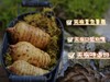 神农架高山新鲜天麻-食于自然、滋补养生  炖塘 蒸鸡蛋，爆炒等，长期食用天麻有益身体健康 商品缩略图3