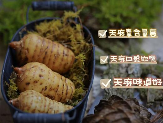 神农架高山新鲜天麻-食于自然、滋补养生  炖塘 蒸鸡蛋，爆炒等，长期食用天麻有益身体健康 商品图3