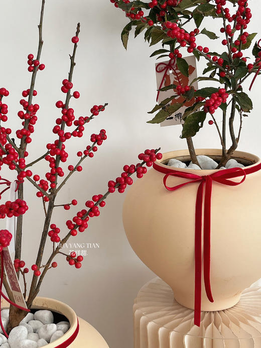 [ 一路长红 ] 冬青盆栽 商品图2