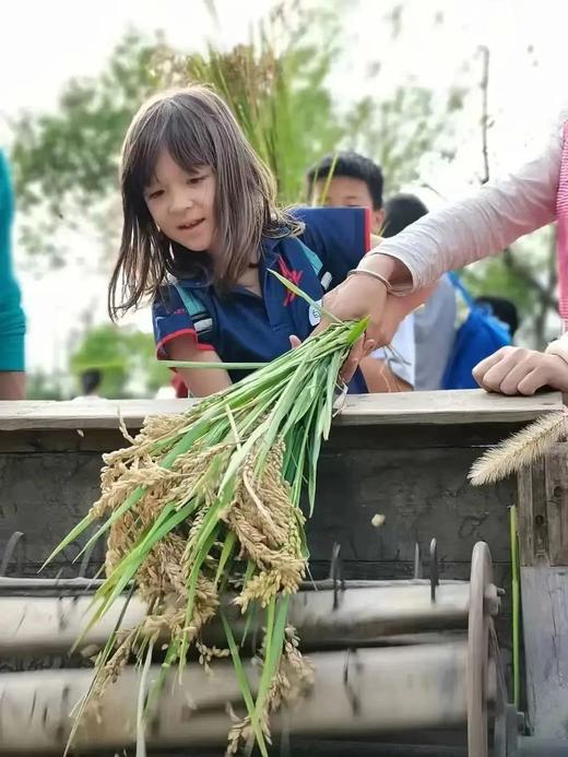 【智行研学】10月13日“秋意稻香”金秋研学 商品图9