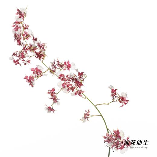 跳舞兰 | 香妃 商品图1