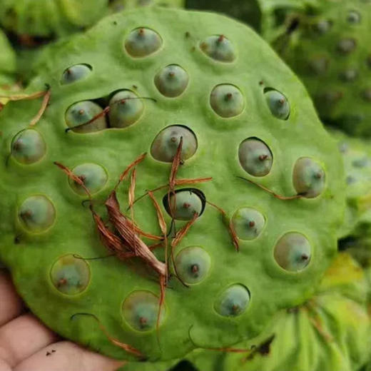 广昌特产【莲花姐姐】鲜莲子 粉糯易煮 液氮锁鲜 冷链冰鲜到家 商品图4